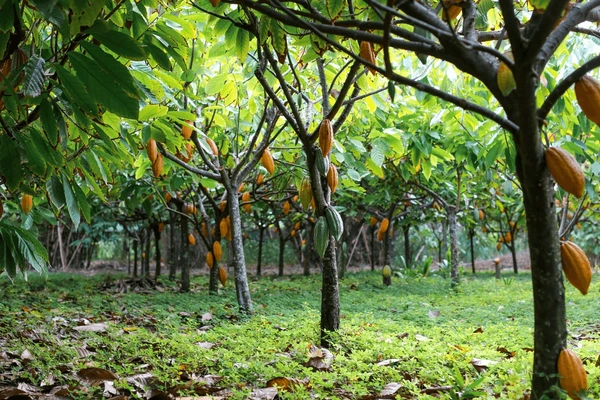 Cocoa Farm Centre